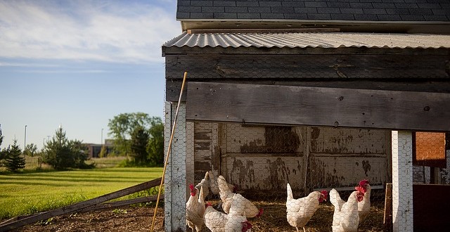 Bau eines Hühnerstalls