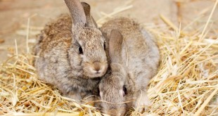 Kleintiergehege für Kaninchen