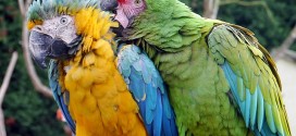 Papageienkäfig für Zwei