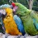 Papageienkäfig für Zwei
