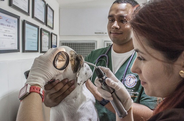 Tierarzt mit Allergiker Hund