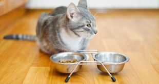 Was dürfen Katzen nicht fressen