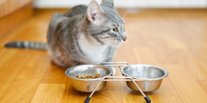 Was dürfen Katzen nicht fressen